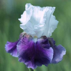 Ирис Сноуманд (Snowmound)