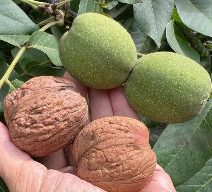 Грецкий Орех Великан