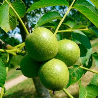 Грецкий Орех Аврора