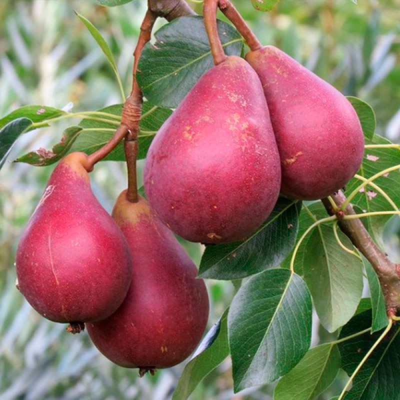 Груша Старкримсон