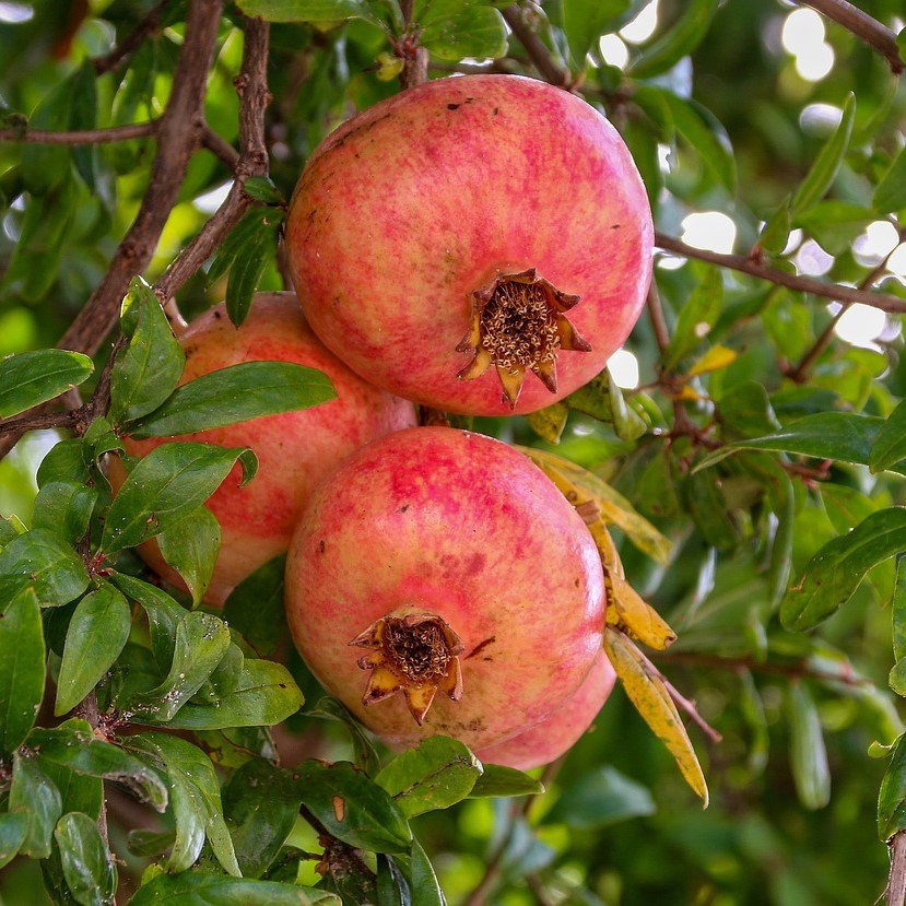 Гранат Восточный