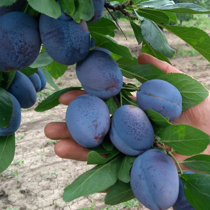 Слива Блюфри(БЛЮ фри)