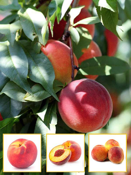 Персик многосортовый(трехсортовый) Эрли Крест