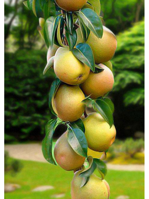 Груша колоновидная Санреми