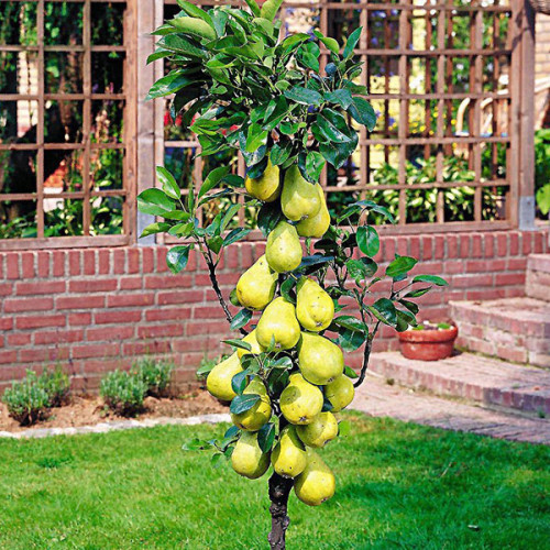 Груша колоновидная Медовая