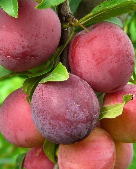 Алыча Карамельная