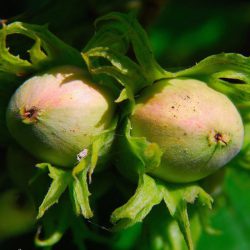 Фундук Кызыл