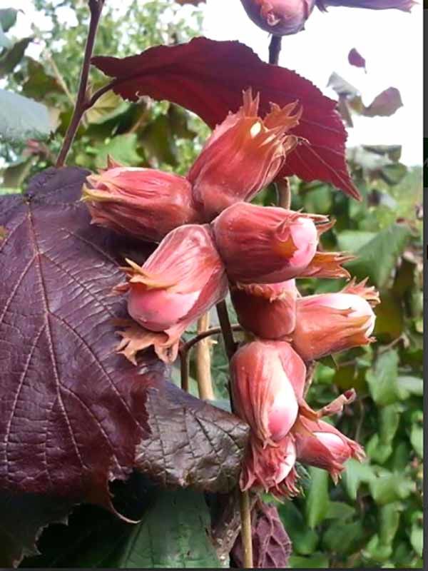 Фундук Сирена