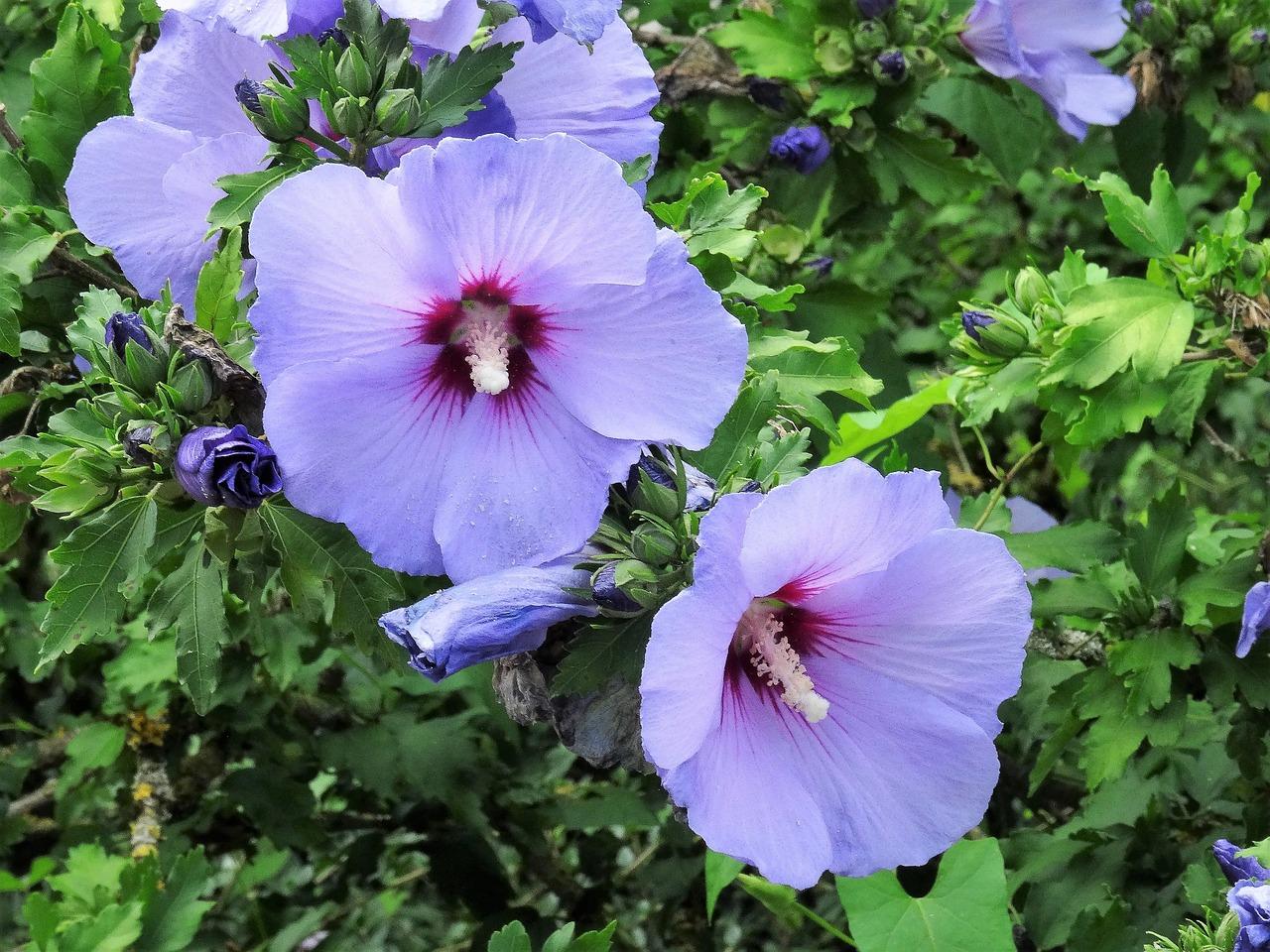 Гибискус Сиреневый