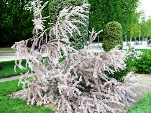 Тамарикс Белый