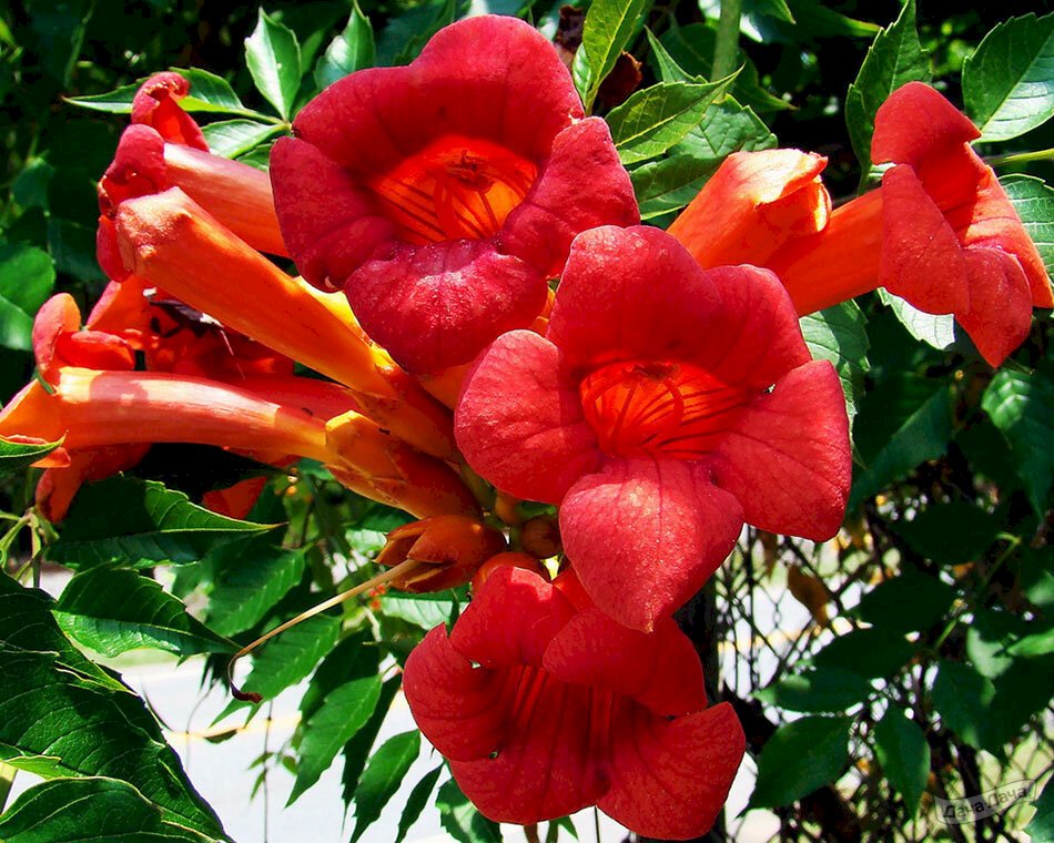 Кампсис укореняющийся Габор