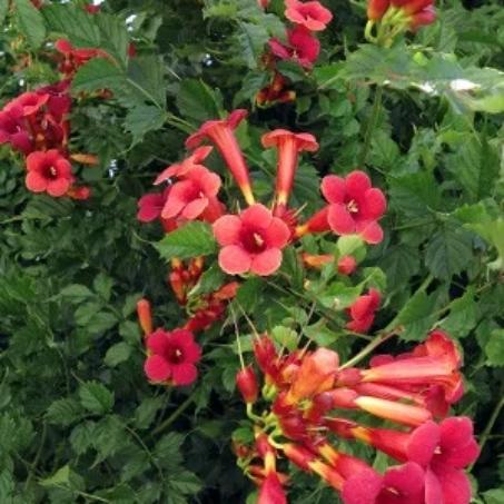 Кампсис таглиабуана Гуилфойля