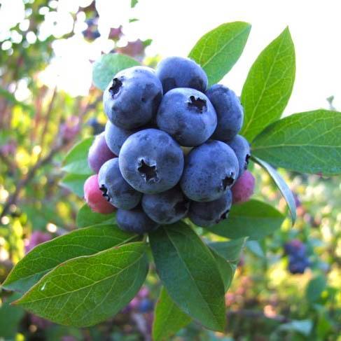 Голубика Патриот Высокорослая