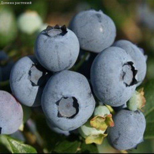 Голубика Торо Высокорослая