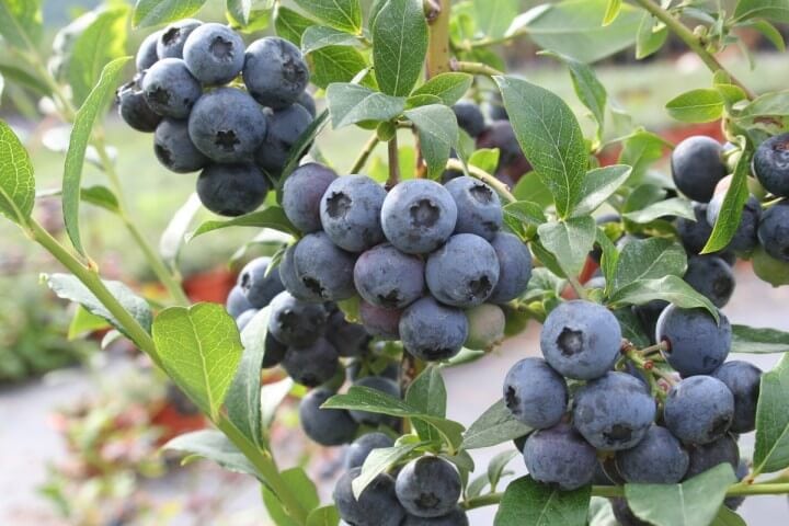 Голубика Ханна Чойс