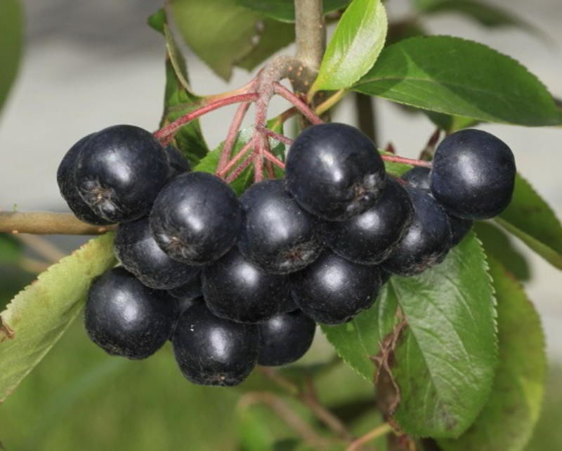 Рябина Черноплодная (Арония) Неро