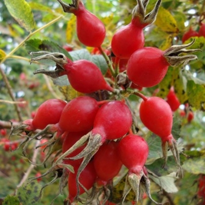 Шиповник витаминный ВНИВИ