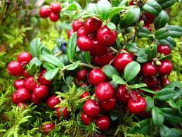 Брусника Коралл