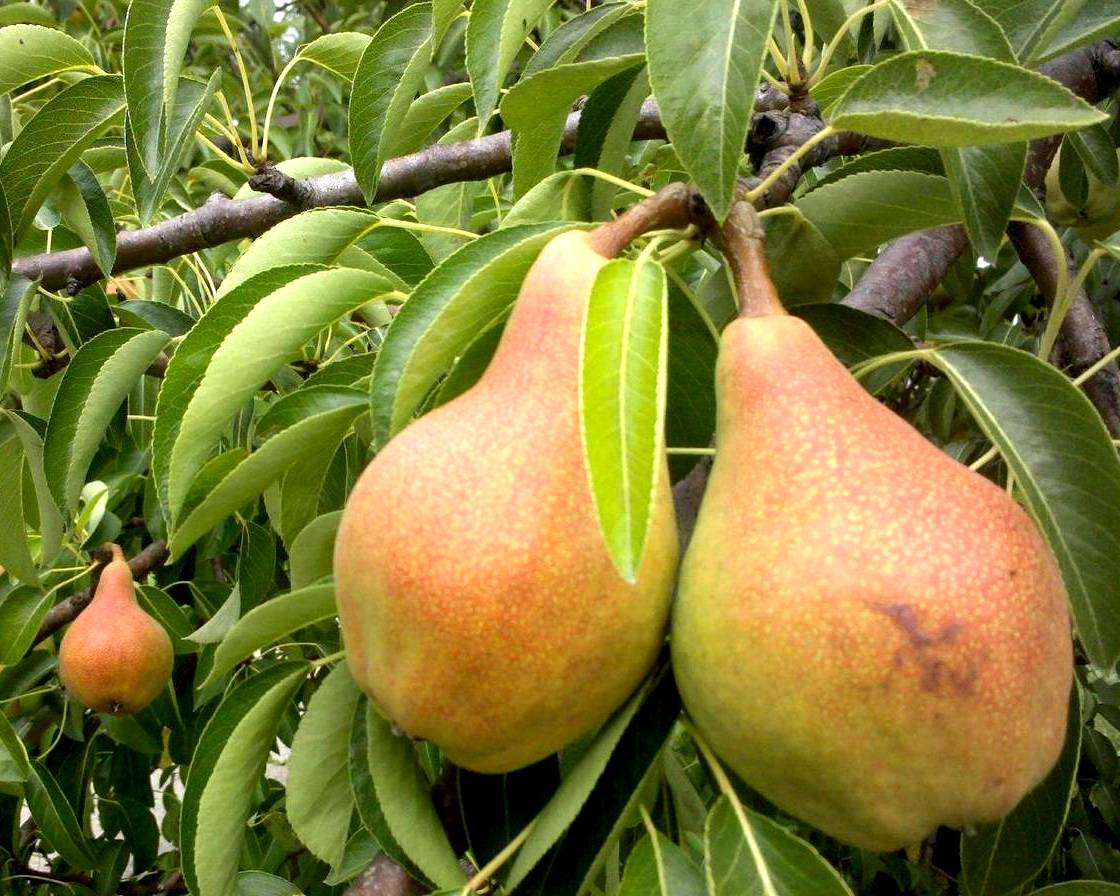 Груша колоновидная Северянка