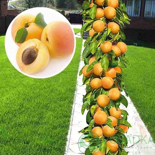 Абрикос колоновидный