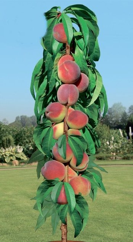 Персик колоновидный