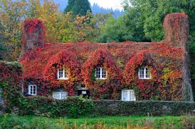 Девичий Виноград