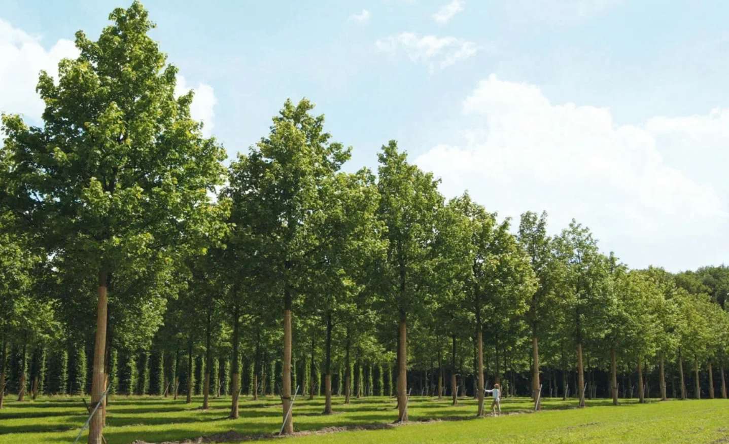 Крупномеры